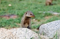 Serengeti Banded Mongoose07